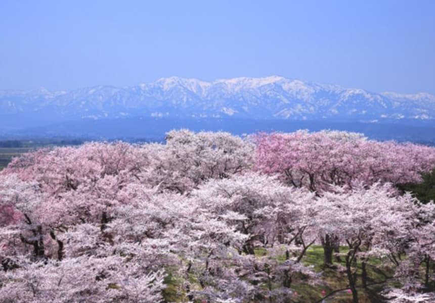 Sakura Corridor in Okitama