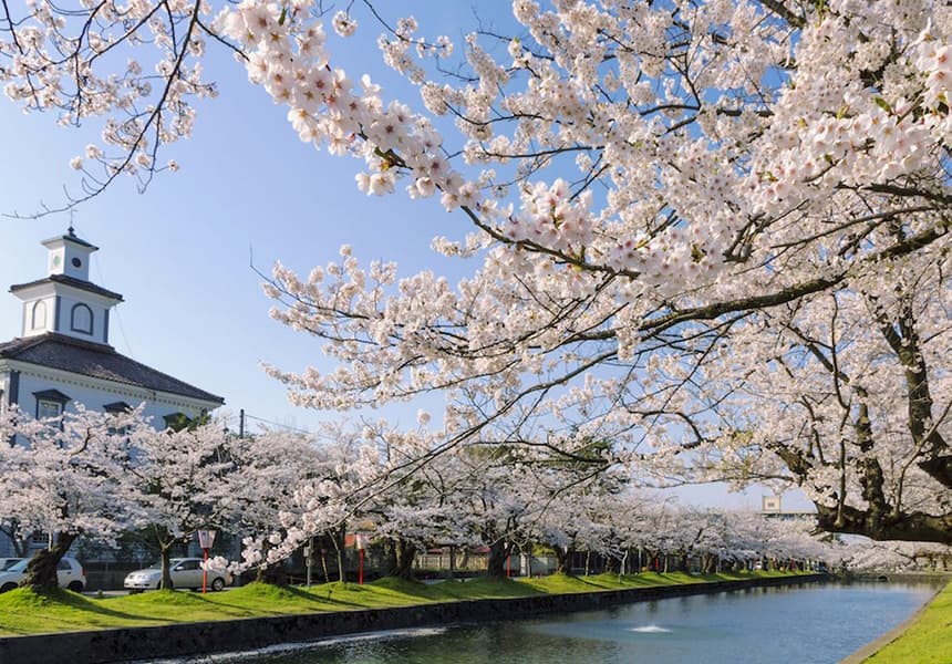 2024 Tsuruoka Park Cherry Blossom