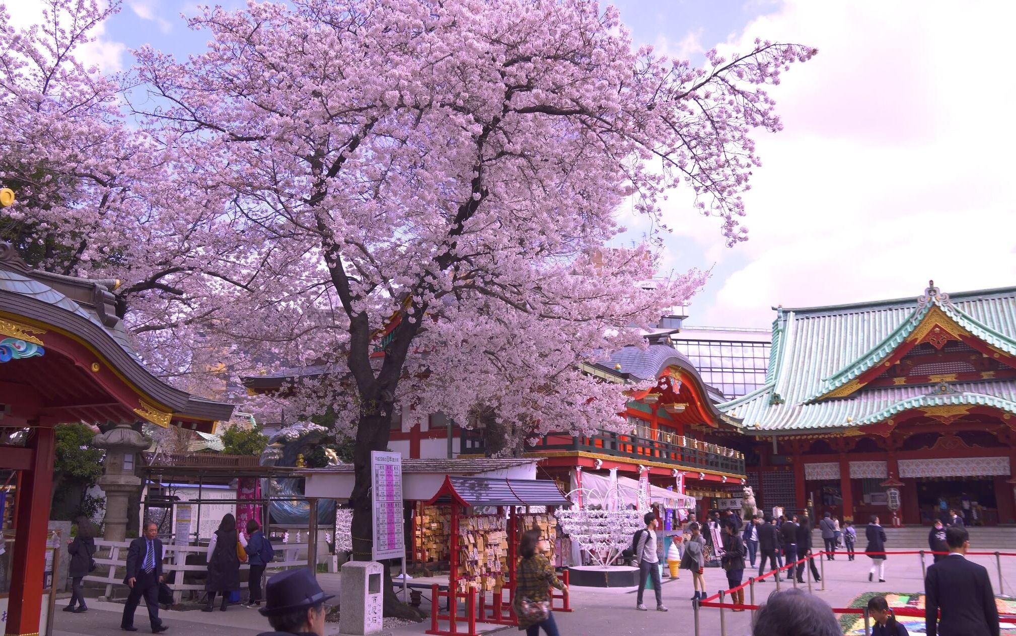 2020 2021 All Top 13 Best Cherry Blossom Spots Guide And Viewing Date In Tokyo Japan Cherry Blossom Guide Japanese Cherry Blossom Festival,Chocolate Warm Balayage Chocolate Warm Dark Brown Hair Color