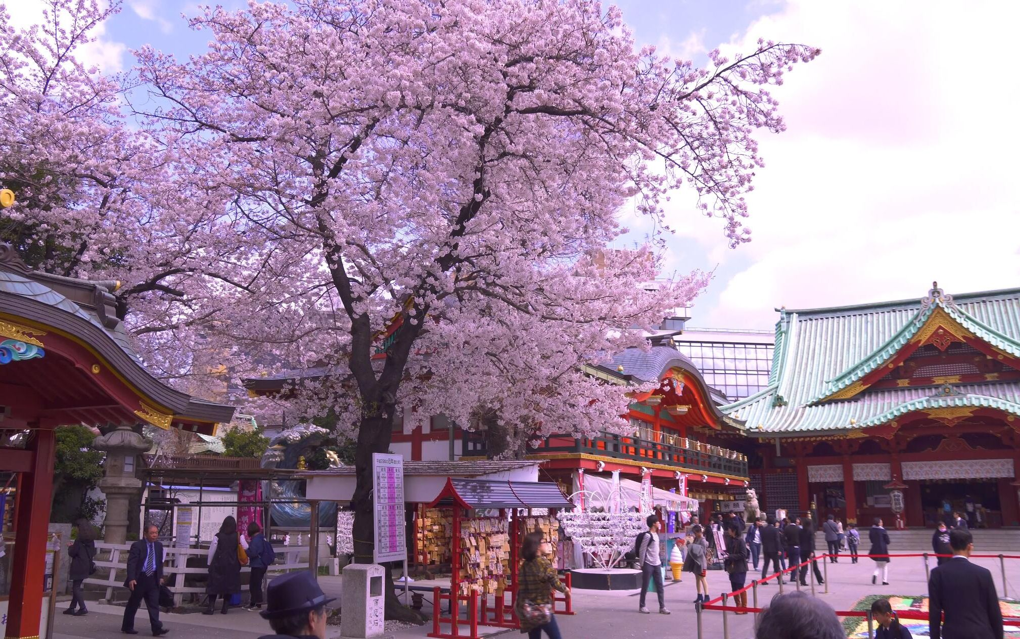 2024 Chidorigafuchi Moat Cherry Blossom